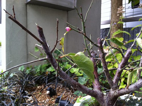 ume しだれ梅