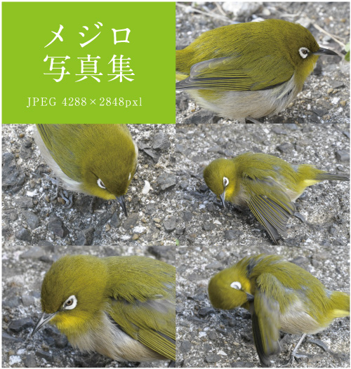 メジロ写真集サムネイル