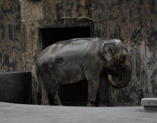 石岳亜熱帯動植物園のゾウさん