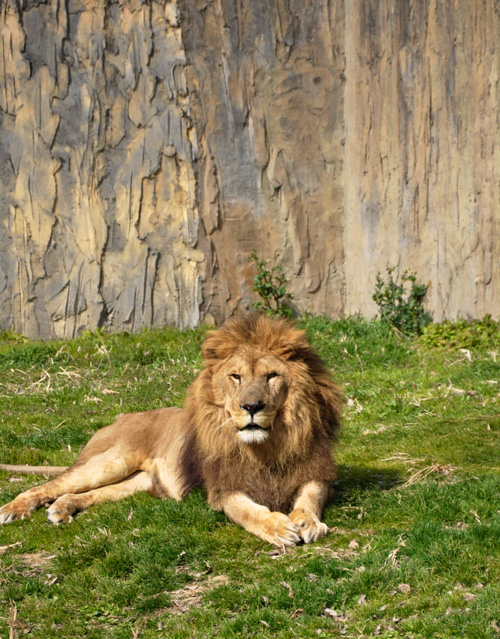 石岳亜熱帯動植物園のライオン