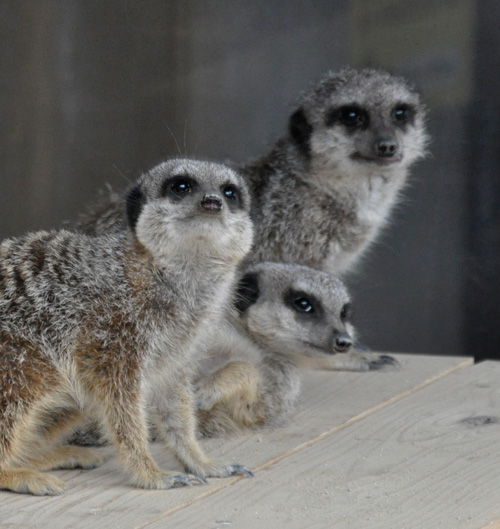 石岳亜熱帯動植物園のミーアキャット