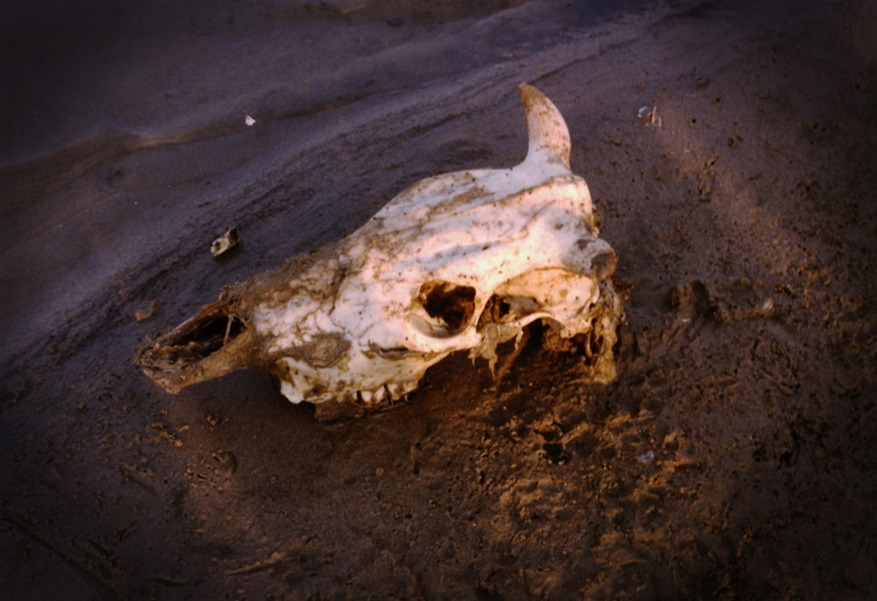 ガンジス川のほとりにあった牛の頭骨