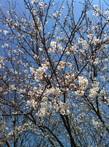 事務所の前の桜