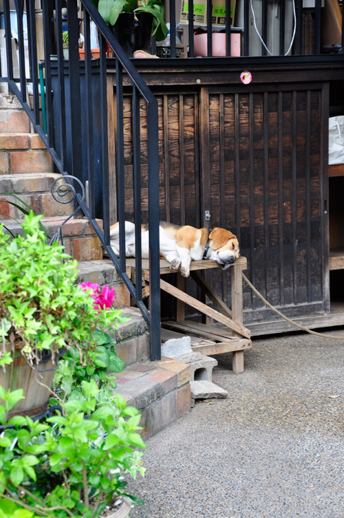 気持ちよさそうに犬がお昼寝