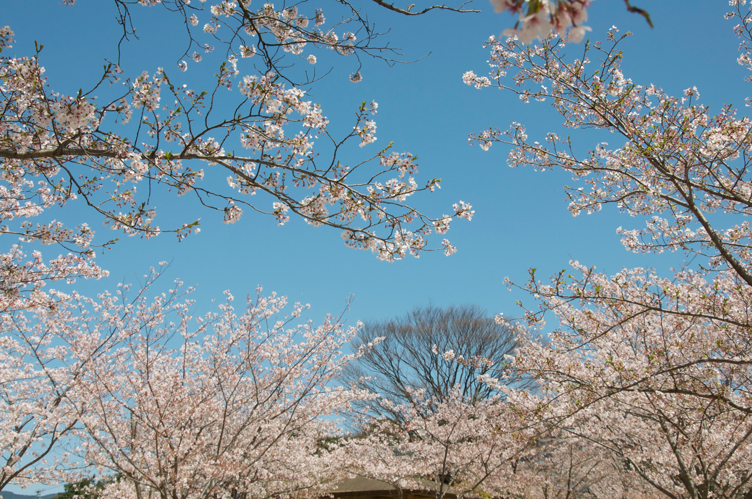 hanami02