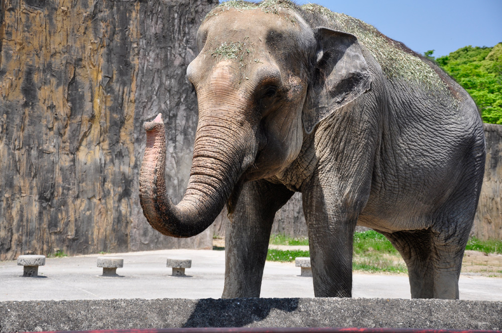 elephant02