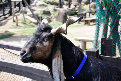 gote