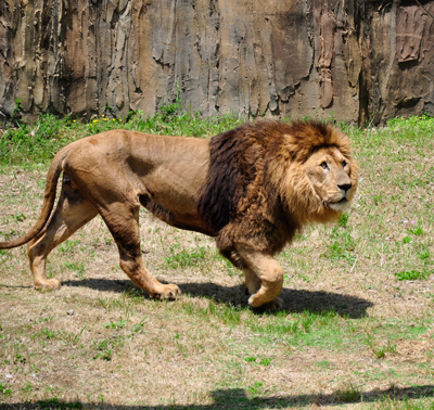 lion