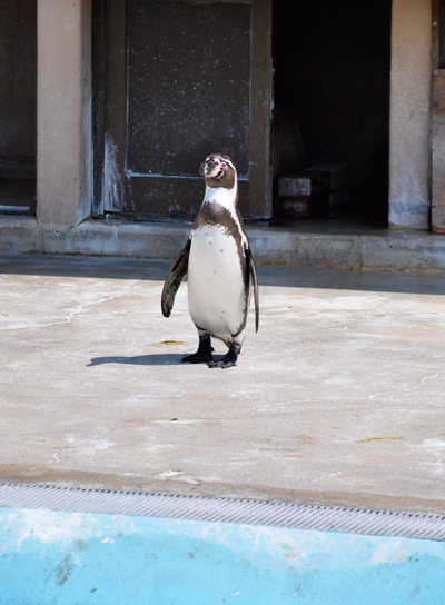 penguin