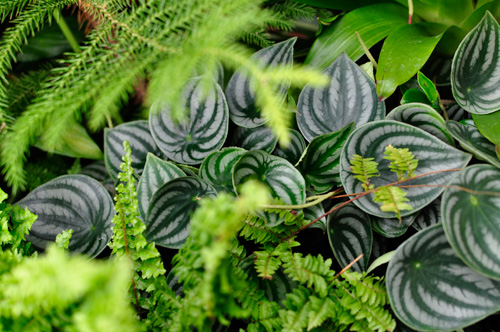 plants01