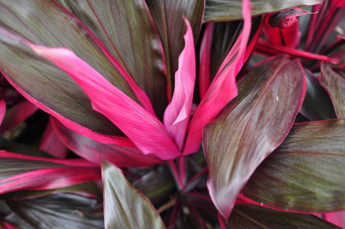 plants02