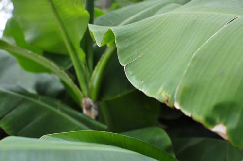 plants03