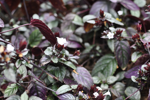 plants04