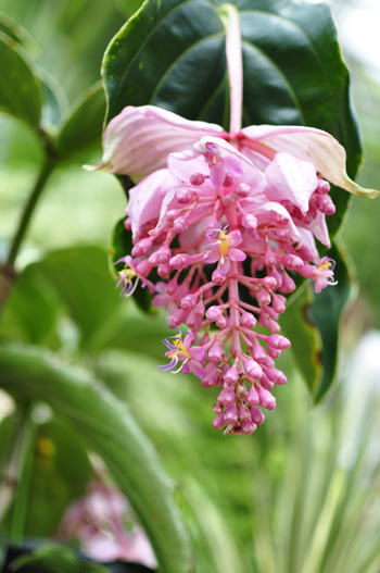 plants07