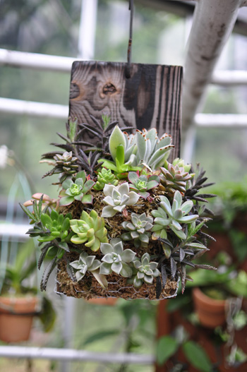 plants08