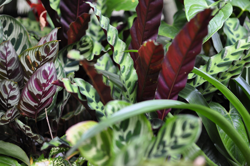 plants09