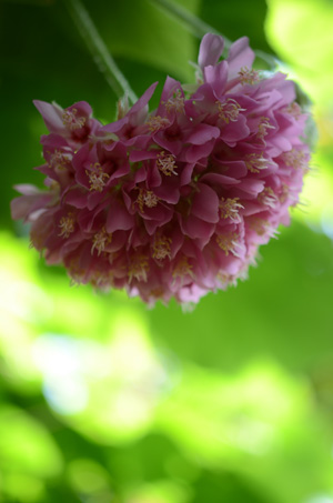 花ですが分かりません