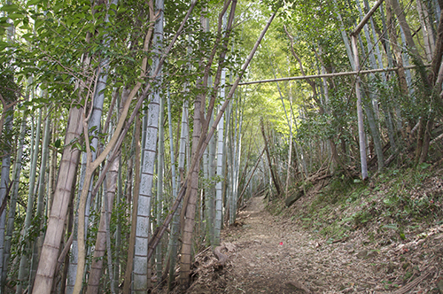 竹林